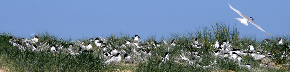 Terns on the shingle at Blakeney Point