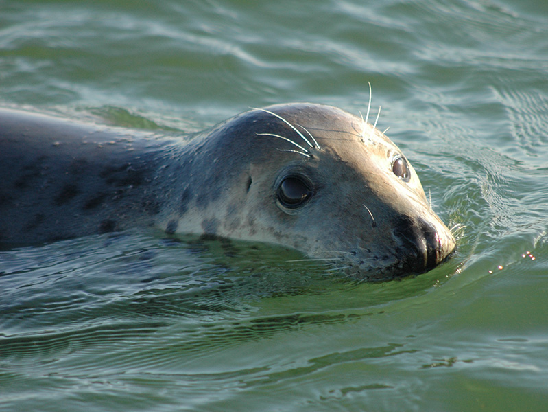 An inquisitive young seal in the water
