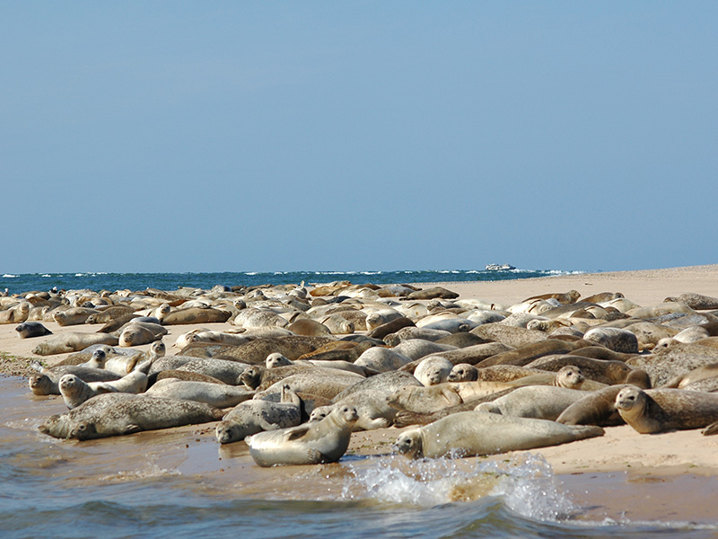 A large number of Seals hauled out on the sands